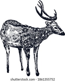 Deer sketch engraving style, vintage vector illustration, hand drawn forest wild animal drawing. Male deer with antlers.