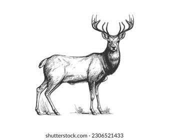 Esbozo de ciervo de la mano de la caza estilo doodle. Diseño de ilustraciones vectoriales.