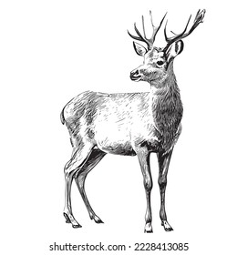 Deer sketch hand drawn engraving style Vector illustration.