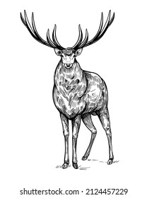 Deer sketch. Hand drawn illustration converted to vector. Black on transparent background