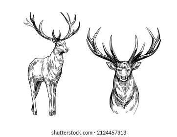 Deer sketch. Hand drawn illustration converted to vector. Black on transparent background