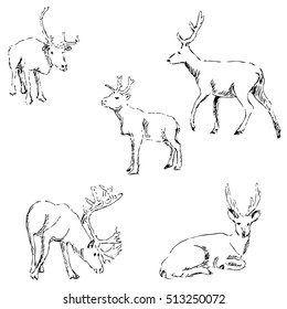 Deer sketch. Pencil drawing by hand