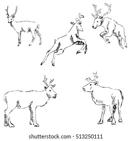 Deer sketch. Pencil drawing by hand
