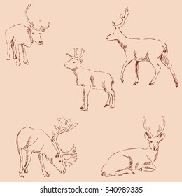 Deer sketch. Pencil drawing by hand. Vintage colors. Vector