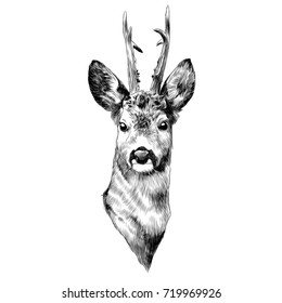 deer sketch vector graphics head black-and-white monochrome pattern