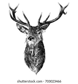 deer sketch vector graphics monochrome head with horns