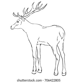 Illustration Deer Line Stock Vector (Royalty Free) 1556125076