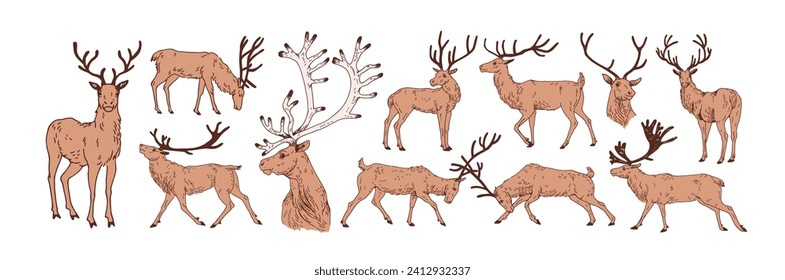 Deer sketches, vintage drawings set. Reindeer, stag, antlers in retro detailed realistic style. Northern forest wild animal. Hand-drawn graphic vector illustration isolated on white background