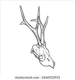 Deer skull with antlers. Vector ink sketch illustration of bones animal in Black and White. Simple vector art design, elegant, modern, decorative