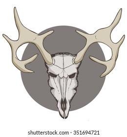 Deer skull. Graphic vector colorful illustration.