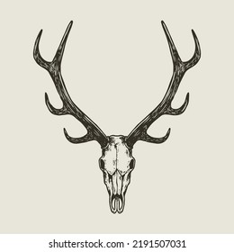 deer skull hand drawn illustration vintage