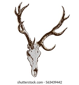 Deer skull with horns isolated. Hand drawn tattoo sketch. Stock vector illustration