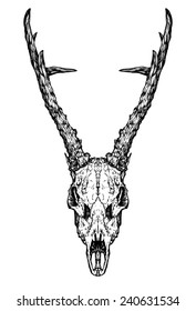 deer skull with horns on white background