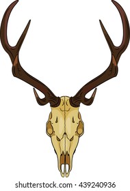 Deer skull isolated on white, vector illustration