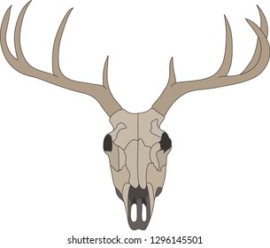 deer skull on white background  vector
