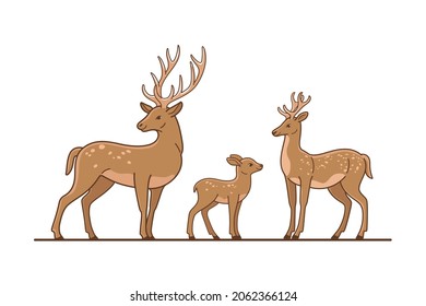 Deer, stag and fawn.  Flat line vector illustration.