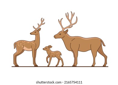 Deer, stag and fawn.  Flat line vector illustration.