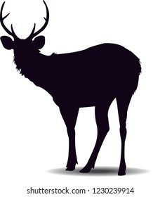 deer at Stand on white background