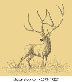 Deer standing, line drawing, vector illustration