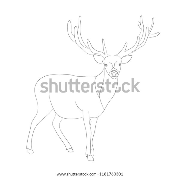 Deer Stands Drawing Lines Vector White Stock Vector (Royalty Free ...