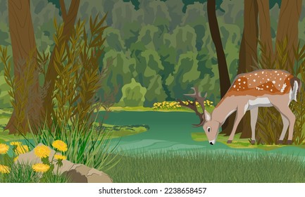 A deer stands on the shore of a forest lake with dark water. Realistic vector landscape