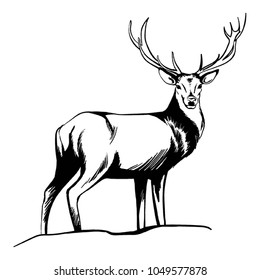 Deer Stands Vector