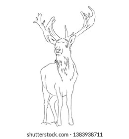 deer vector art drawing design 