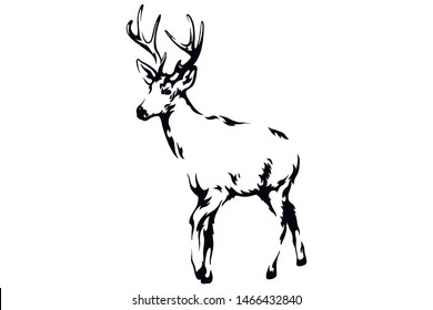 Deer vector black and white hand drawn illustration.
