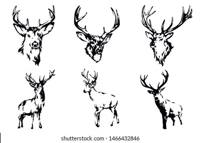 Deer vector black and white hand drawn illustration.