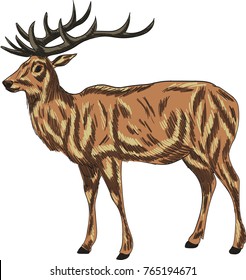 Deer vector drawing illustration