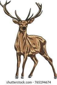 Deer vector drawing illustration