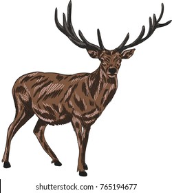 Deer vector drawing illustration