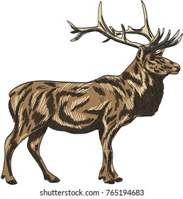 Deer vector drawing illustration