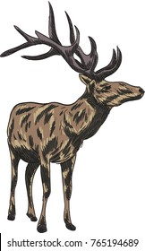 Deer vector drawing illustration