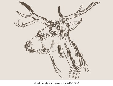 deer vector, hand draw sketch 