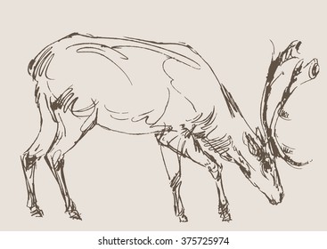 deer vector, hand draw sketch 