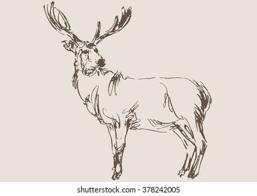deer vector, hand draw sketch 
