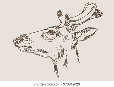deer vector, hand draw sketch 