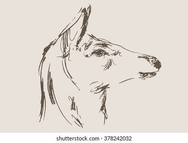 deer vector, hand draw sketch