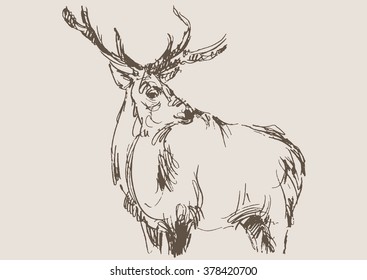 deer vector, hand draw sketch 