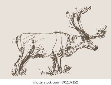 deer vector, hand draw sketch 