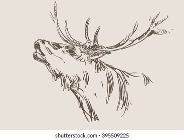 deer vector, hand draw sketch 