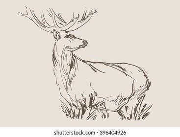 deer vector, hand draw sketch 