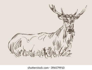 deer vector, hand draw sketch 