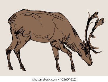 deer vector, hand draw sketch 