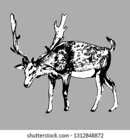 Deer. Vector hand drawn ink illustration. Isolated image. Sketch of artwork.