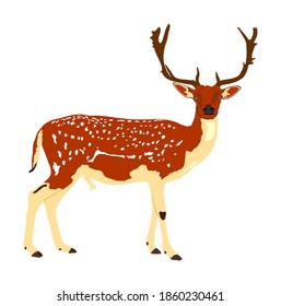 Deer vector illustration isolated on white background. Sika deer, proud Noble Deer male in forest or zoo. Powerful buck with huge neck and antlers standing. Red deer. 
