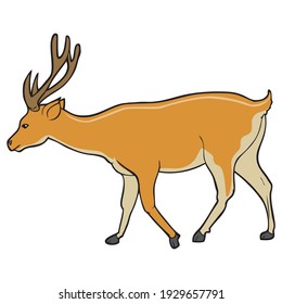 deer vector illustration,
isolated on white background.animals top view