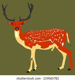 Deer vector illustration isolated on green background. Sika deer, proud Noble Deer male in forest or zoo. Powerful buck with huge neck and antlers standing. Red deer. 