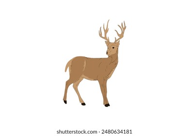 Deer vector illustration isolated on a white background f